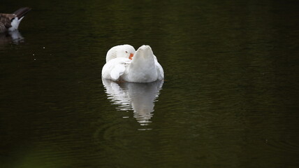 Farmyard goose prening on the pond