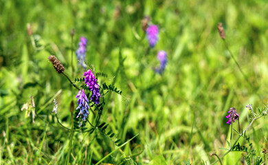 Beautiful wild flowers on a green meadow. High quality photo