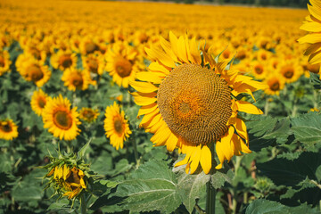 Obraz premium A large sunflower on the background of a field of sunflowers. Agricultural fields. Selected Focus