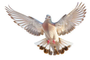 Dove flying on transparent background, png