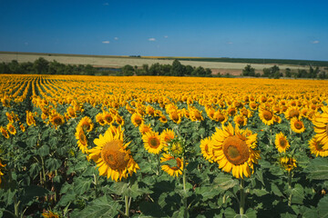 A field of blooming sunflower against the background of a blue sky. Agricultural land. Selected focus.