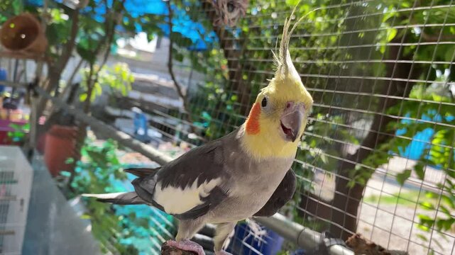 Adorable parrot Cockatiel bird in the cage.Cute parrot.