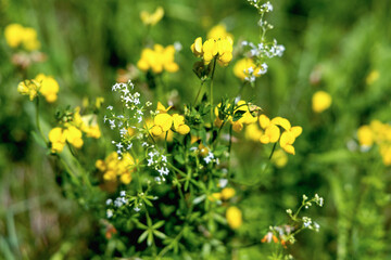 Beautiful wild flowers on a green meadow. High quality photo