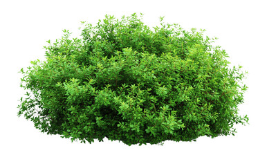 A large Shrubs or green bush isolated on transparent, png or white background. Natural small leaf.