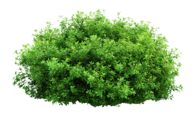 A large Shrubs or green bush isolated on transparent, png or white background. Natural small leaf.