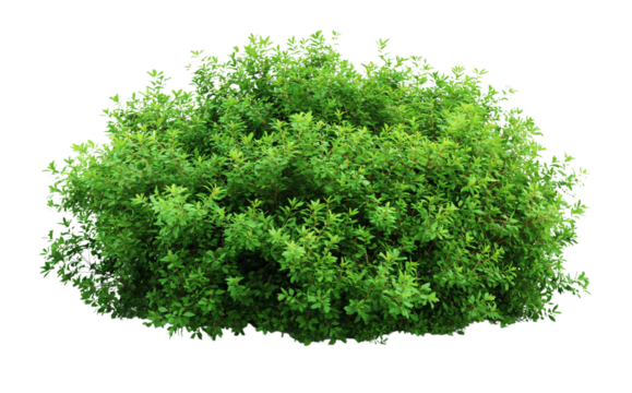 A large Shrubs or green bush isolated on transparent, png or white background. Natural small leaf.