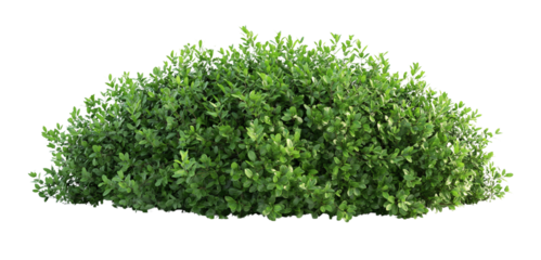 A large Shrubs or green bush isolated on transparent, png or white background. Natural small leaf.