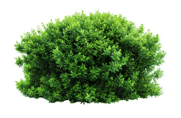 Fototapeta premium A large Shrubs or green bush isolated on transparent, png or white background. Natural small leaf.