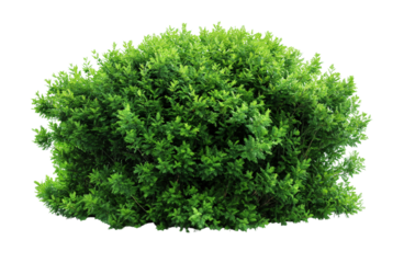 A large Shrubs or green bush isolated on transparent, png or white background. Natural small leaf.