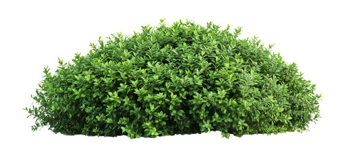 A large Shrubs or green bush isolated on transparent, png or white background. Natural small leaf.