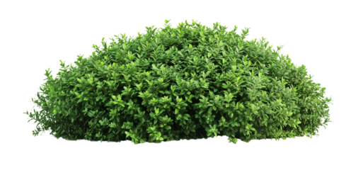 A large Shrubs or green bush isolated on transparent, png or white background. Natural small leaf.