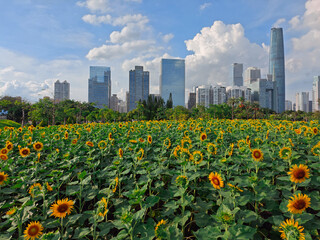 Sunflowers with modern building in Guangzhou China.