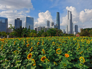Sunflowers with modern building in Guangzhou China.