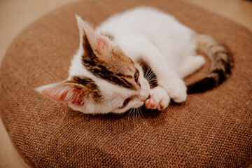 cat sleeping on the bed