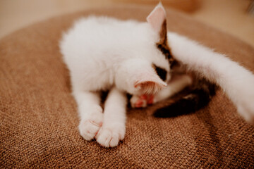 cat sleeping on the bed