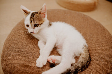cat sleeping on the bed