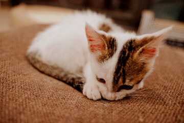 cat sleeping on the bed