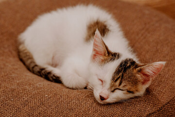 cat sleeping on the bed