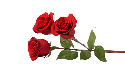 Naklejka premium Captivating Image of Beautiful Red Flowers of Three Roses Kept on Transparent Background. Generative AI.