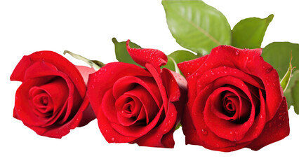 Realistic Beautiful Red Flowers of Roses Kept on Transparent Background. Generative AI.