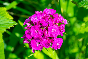 Beautiful flowers on a bright sunny summer day
