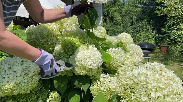 person picking flowers in the garden