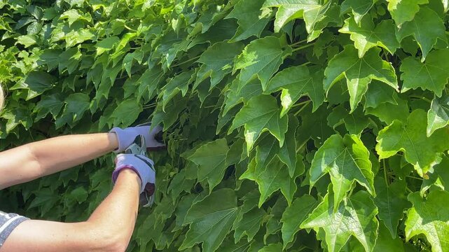  woman hand with scissors cutting bushes.