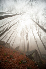 forest in mountains Karkonosze