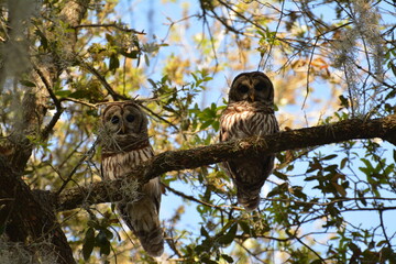 Barred owl sitting on a branch