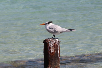 seagull on the beach