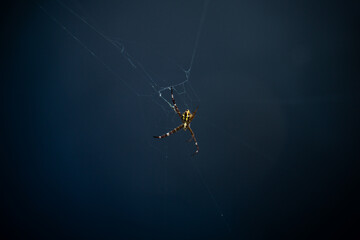 spider on the web