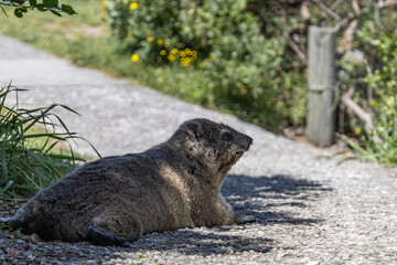 Fototapeta premium Rock hyrax resting on footpath in the shade of tree. Procavia capensis. cape hyrax, Afrotheria animals. South Africa. Species of Afroasiatic mammal. Cute little animal in natural habitat, wildlife 