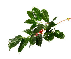 Red coffee beans on a branch of coffee tree with leaves, Ripe and unripe coffee beans isolated on...