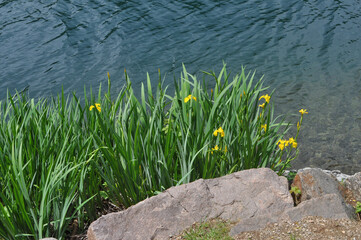 daffodil yellow flower scient. name Narcissus
