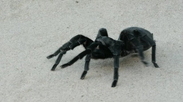 Eine schwarze Vogelspinne krabbelt auf Sand, Seitenansicht