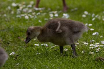 baby country goose