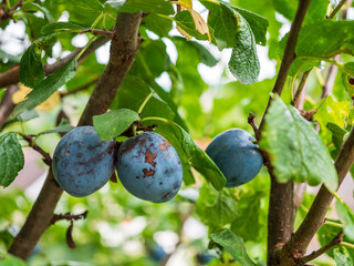 Plums represent a long-time popular Slovak commonly grown fruit tree. Plums belong to the Prunus group between ringlots and mirabelles. Both plum and ringlot fruits are covered with a wax coating.