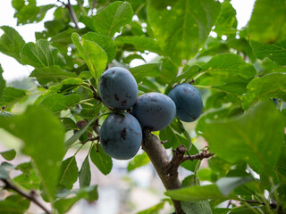 Plums represent a long-time popular Slovak commonly grown fruit tree. Plums belong to the Prunus group between ringlots and mirabelles. Both plum and ringlot fruits are covered with a wax coating.