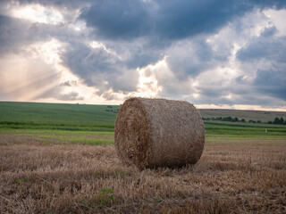 After the harvest, farmers bale the dry straw into bales in the shape of cylinders, cones, but also...