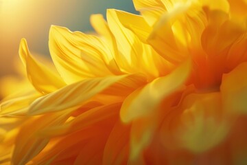 Obraz premium Sun flower flower petals, closeup. bloom, close up, macro. Beautiful Holiday bloom backdrop