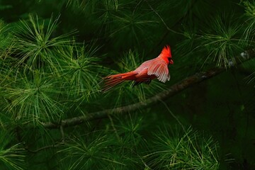 Red Cardinal in flight