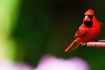 Cardinal on feeder