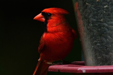 Red male cardinal showing head and beak