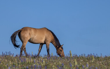 Wild Horse in the Pryor Mountains Montana in Summer