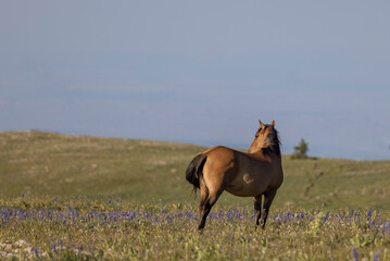 Wild Horse in the Pryor Mountains Montana in Summer