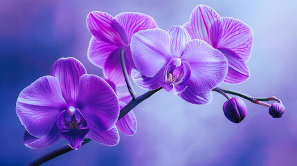Obraz na płótnie Canvas A closeup of a purple orchid in garden