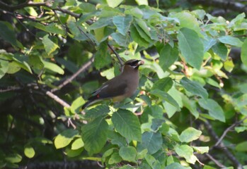 Cedar Waxwing with a berry