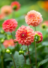Close Up Of Pink Dahlia Flower In Bloom