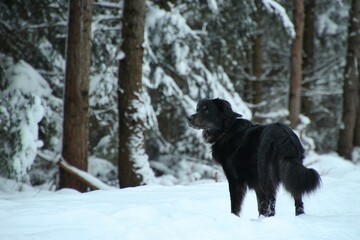 Black dog stands in snowy forest.