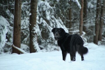Black dog stands in snowy forest.
